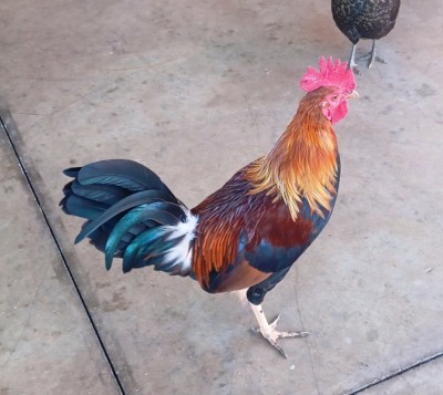 Friendly rooster at the Maui Brewery