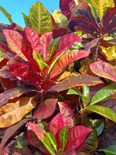 Croton plants