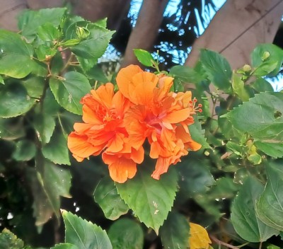 Double orange hibiscus