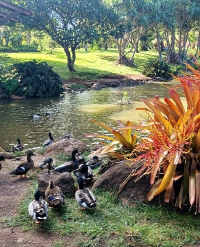 Maui Tropical Plantation