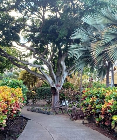 Maui Tropical Plantation