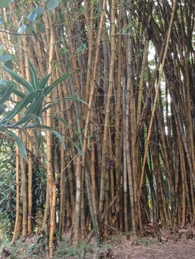 Bamboo plants