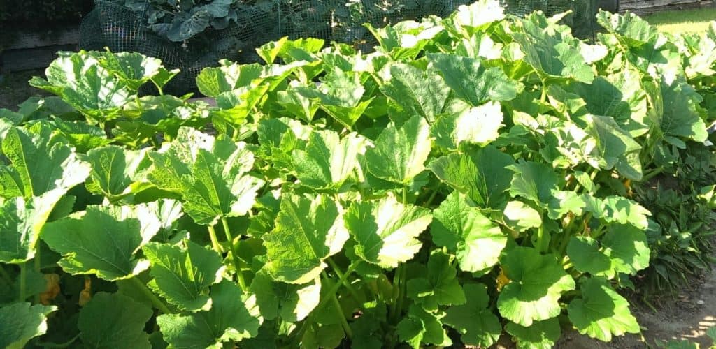 Zucchini Plants in our Garden